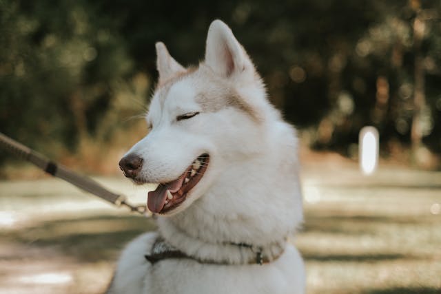 Dog Leads