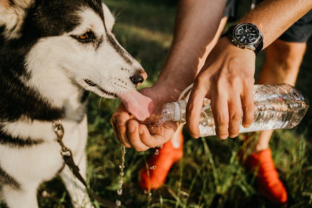 Dog Bowls and Feeders