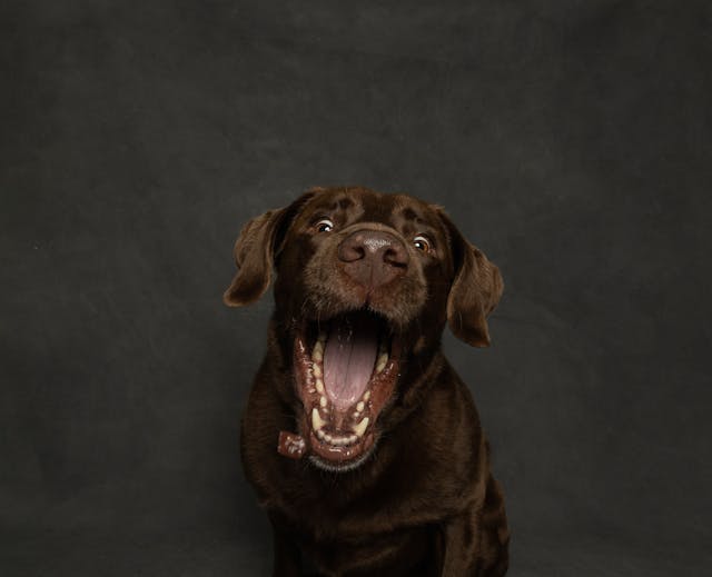 Dog Kennels