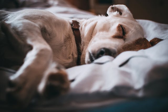 Dog Beds