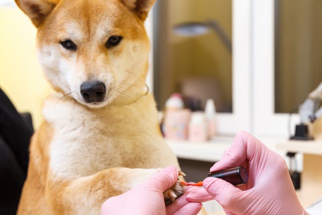 Dog Grooming Supplies