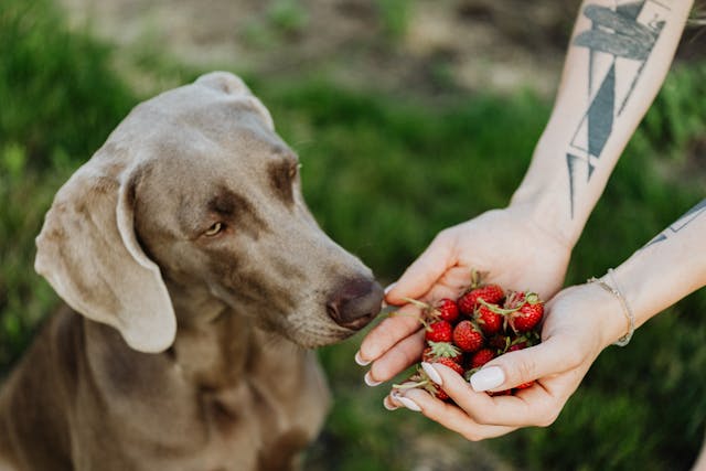 Dog supplements and food